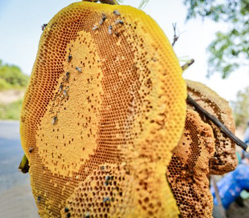 Giá trị từ một loài cây dại